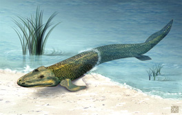 Amphibian